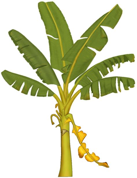 Free Banana Tree, Download Free Banana Tree png images, Free ClipArts on Clipart Library