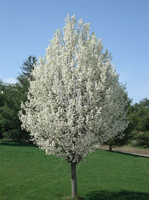 Buy Cleveland Pear Trees & Pear Plants Online | Pixies Gardens