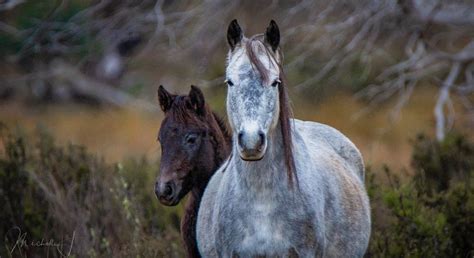 Brumbies Snowy Mountains, Victoria | Snowy mountains, Animal magic, Wanderlust travel