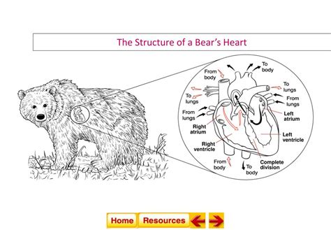 PPT - Kingdom Animalia ---Phylum Chordata ------Subphylum Vertebrata ...