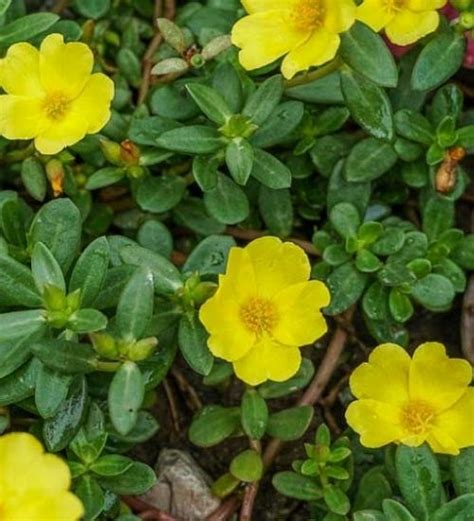 Portulaca Oleracea - Succulent Guide