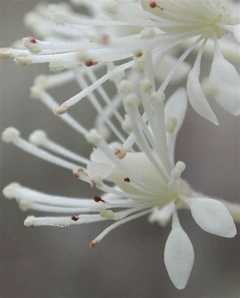 White Baneberry (Actaea pachypoda) - 04a - Wild Flowers of Sleepy Hollow Lake From All-Creatures.org