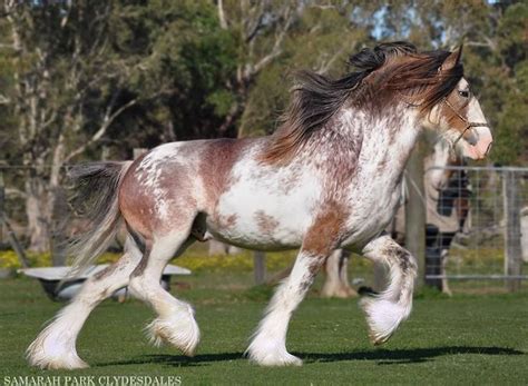 bay sabino - Clydesdale stallion Samarah Park Regalia | Clydesdale ...