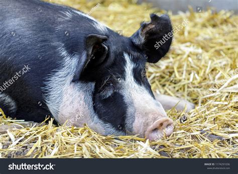 520 Berkshire pigs Images, Stock Photos & Vectors | Shutterstock