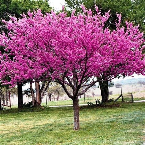 Eastern Redbud cercis canadensis 20 or 200 seeds | Etsy