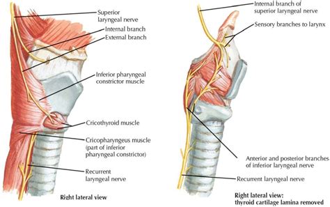 Laryngeal Innervation With Diagrams DNB ENT 2013 - DNB Mentors