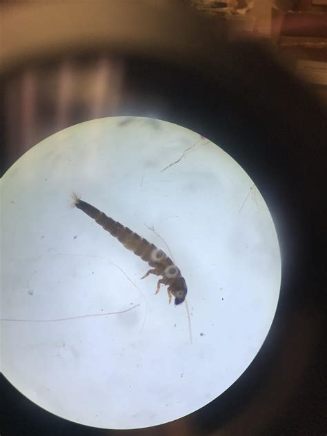 Megaloptera larvae?? Any ideas?? ~4-8mm from creek in NW Colorado : r ...