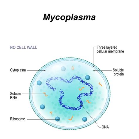 Chlamydia in Men | symptoms, diagnosis, treatments