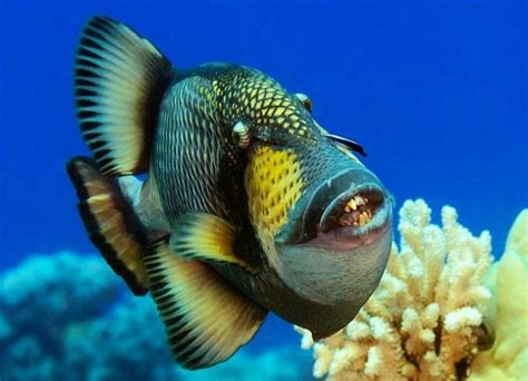 Triggerfish | Ocean animals, Ocean creatures, Sea animals