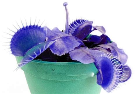 100 Pcs Blue Venus Flytrap Seeds OutletTrends.com Free Shipping Up to ...