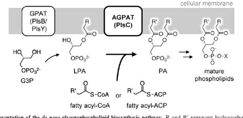 Purification and characterization of 1-acyl-sn-glycerol-3-phosphate acyltransferase with a ...