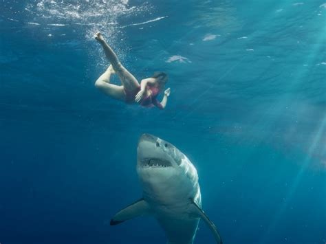 Travel Tips: Swimming With Sharks