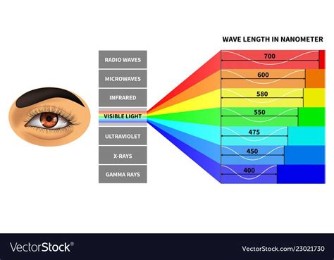 Visible light spectrum. Color waves length perceived by human eye. Rainbow electromagnetic waves ...