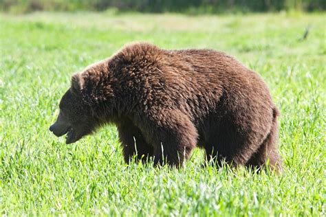 Bear at the Alaska Wildlife Conservation Center