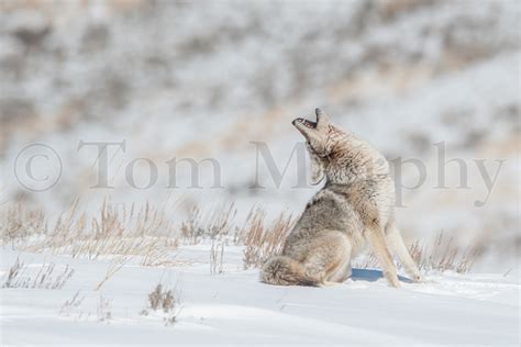 Coyote Howling – Tom Murphy Photography