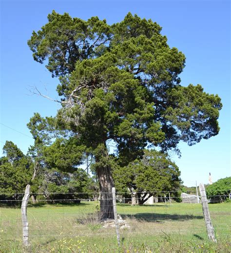 “Cedar” Trees: Understanding the role of the Ashe juniper in Central Texas History and ...