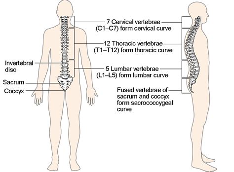 The Vertebral Column | Anatomy and Physiology I