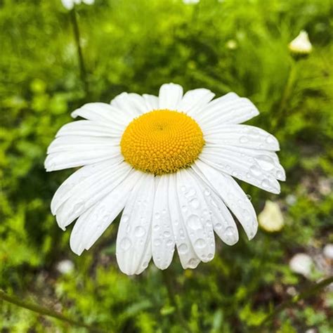 NATIONAL FLOWER DAY - March 21, 2024 - National Today