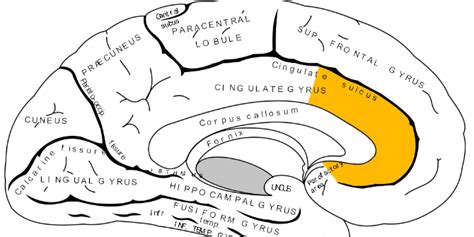 "Brain Study Confirms Gender Stereotypes": How science communication can fuel modern sexism ...