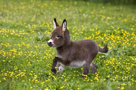 Miniature Donkey Foal Photograph by Jean-Louis Klein & Marie-Luce Hubert - Pixels