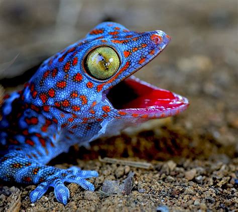 Cute geckos | paradoxoff