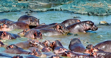 Where Do Hippos Wander? An Aquatic Mystery, Solved | WIRED