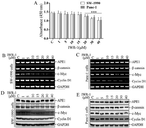 The WNT/ β -catenin inhibitor IWR-1 downregulates WNT/ β -catenin... | Download Scientific Diagram