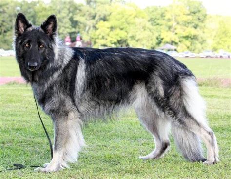 Shiloh Shepherd - characteristics, appearance and pictures