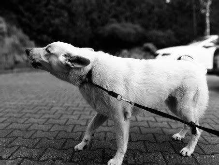 Free Images : grass, fence, white, puppy, animal, pet, young, black, outside, leash, vertebrate ...