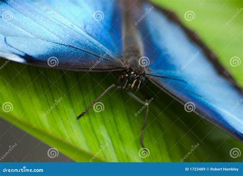 Common Morpho Butterfly stock image. Image of morpho, blue - 1723489