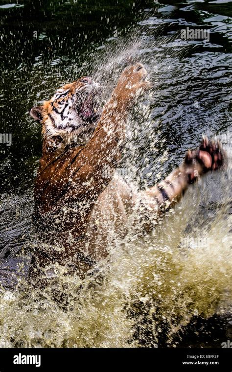 Tiger pouncing out of water Stock Photo - Alamy