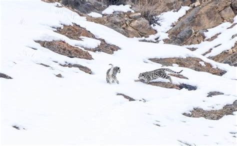 Snow Leopard Tour in Spiti Valley | SPITI ADVENTURE