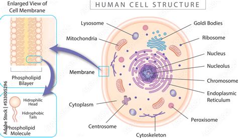 Simple Human Cell Diagram