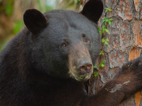 The Florida Black Bear | Bergeron Everglades Foundation