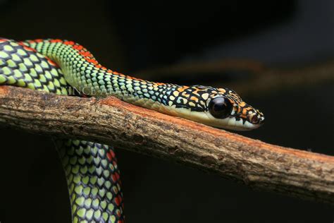 IMG_1830-1(W) Paradise Tree Snake (Chrysopelea paradisi) | Flickr