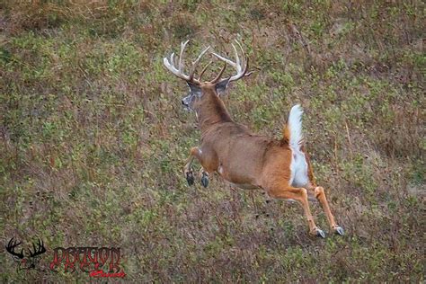 Whitetail Deer Running