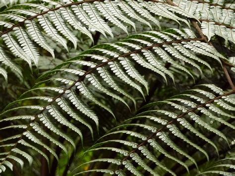 MLeWallpapers.com - Fern Fronds II