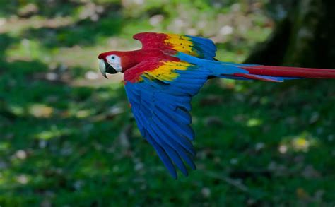 Scarlet Macaw in flight in Costa Rica | Smithsonian Photo Contest | Smithsonian Magazine