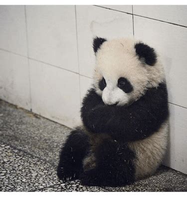 Sad Panda Sad GIF - Sad Panda Panda Sad - Discover & Share GIFs