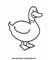 Ausmalbilder Ente 4  Tiere Zum Ausmalen Malvorlagen Enten sketch template