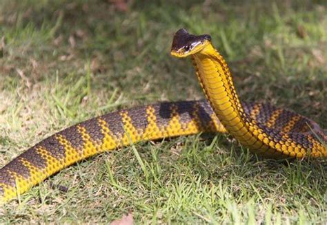 ¿Puedes hallar a esta serpiente letal en la hierba? (Video) | Noticias de México y el Mundo