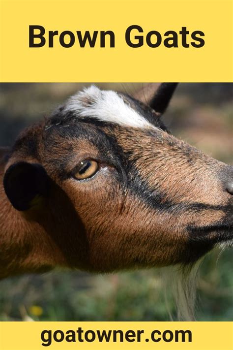 9 Breeds Of Brown Goats (With Photos And Videos) - Goat Owner