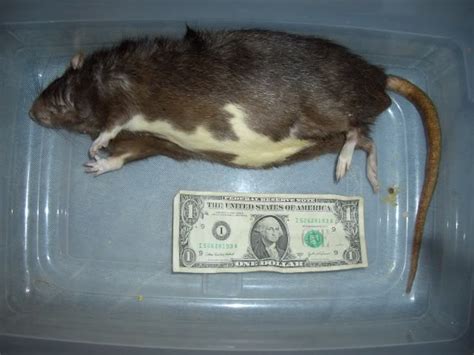 Live and Frozen Feeder Rats for sale in Middle Tennessee!