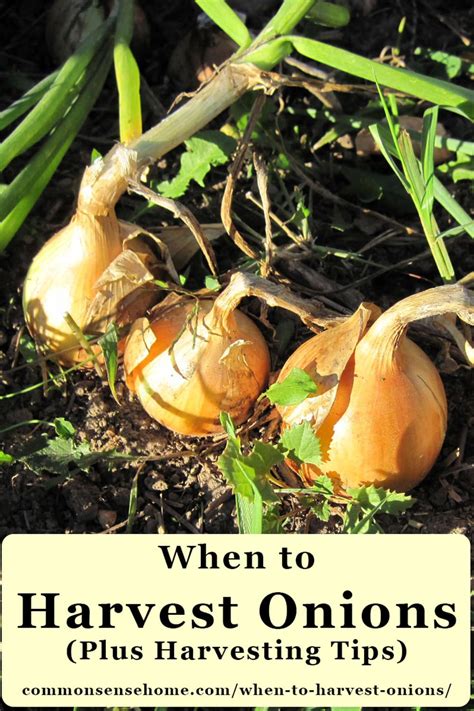 When to Harvest Onions (Plus Harvesting Tips)