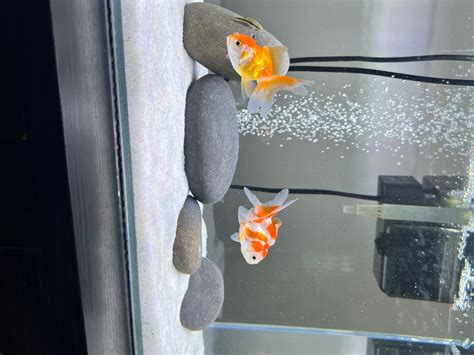 Oranda Goldfish Mating Behavior - Fish Breeding - C.A.R.E.