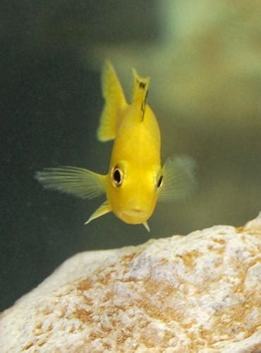 Breeding Mouth Brooding African Cichlids | RateMyFishTank.com