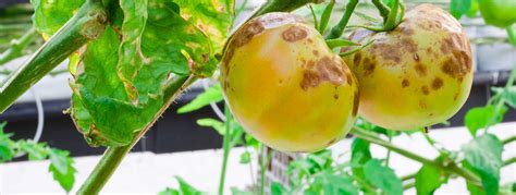 Botrytis Blight | Causes, Facts & Characteristics