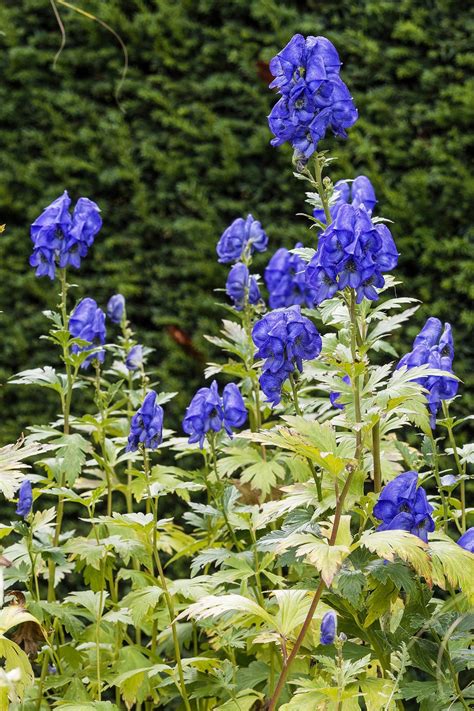 The Beauty of Shade Loving Flowering Shrubs