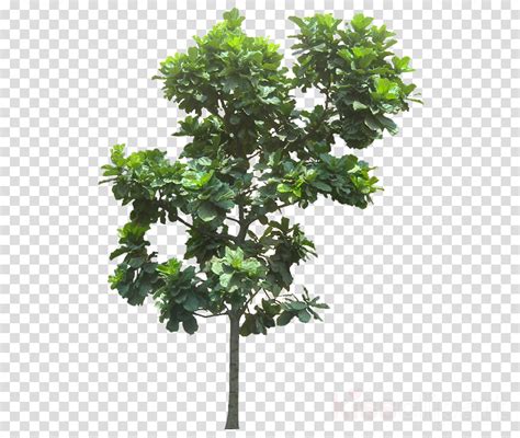 fig tree png 10 free Cliparts | Download images on Clipground 2024