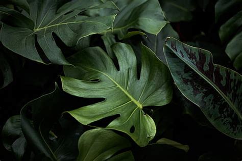 3840x2160px | free download | HD wallpaper: Green leaves of Monstera ...